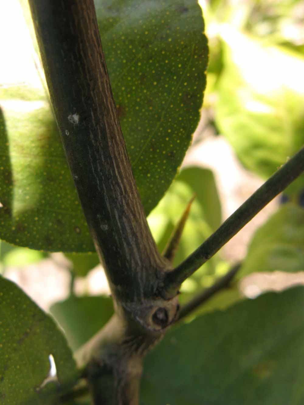              Second - third year twig (Estes, Winter Haven, FL)       